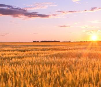 field